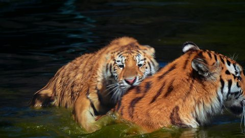 Siberian tiger (Panthera tigris tigris) mom playing with her cubs in a lake.