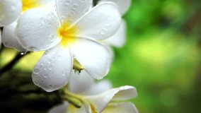 close up White plumeria flowers are very fragrant. Moments in evening time (4k) - Powered by Shutterstock - Get 15% off with code: PIKWIZARD15