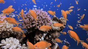 Underwater Colorful View. Picture of underwater happy colorful fishes in the tropical reef of the Red Sea Dahab Egypt.