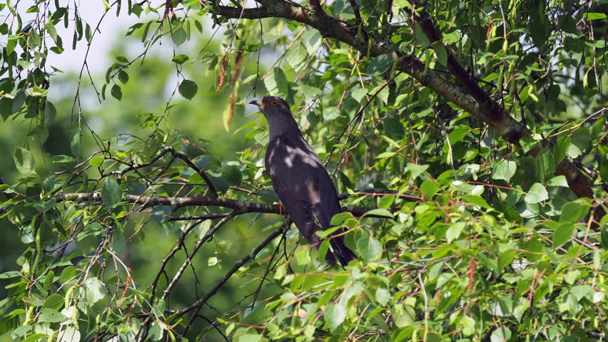 Cuckoo ( Cuculus canorus ) sitting on a tree branch