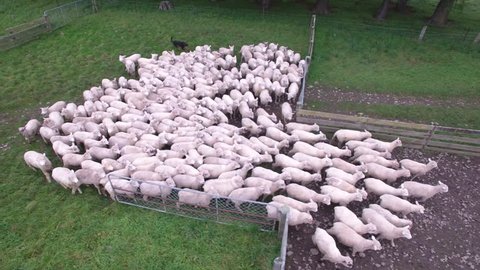 Aerial view of sheep being moved on farm using sheep dogs. New Zealand