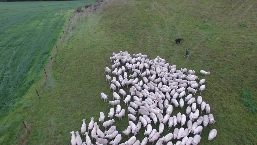Aerial view of sheep being moved on farm using sheep dogs. New Zealand Royalty-Free Stock Footage #1011595577