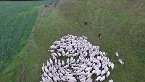 Aerial view of sheep being moved on farm using sheep dogs. New Zealand