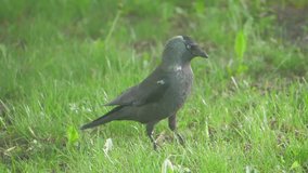 European crow raven Jackdaw on Summer Grass. The crow walks along the grass lifestyle looking for food slow motion video. bird concept