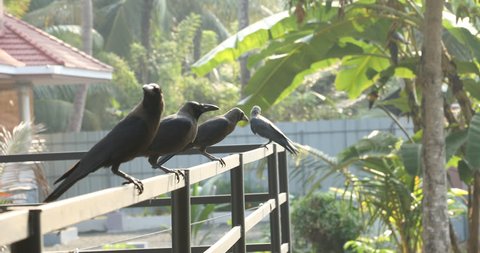 Crows on the bridge