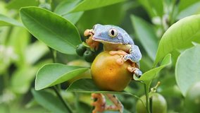Amazon Leaf Frog / Fringe Tree Frog (Cruziohyla craspedopus) in Fruit Tree