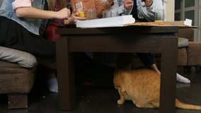 Hungry cat is under the table, while people are eating