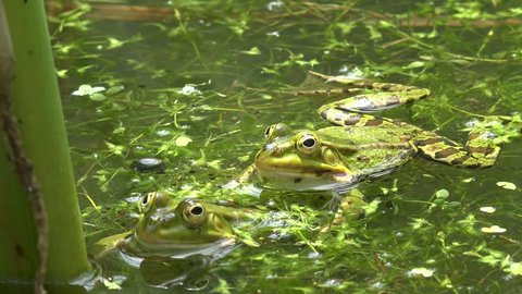 Two green water frogs (Pelophylax „esculentus“) lying in the water and looking over the water surface straight to the camera,