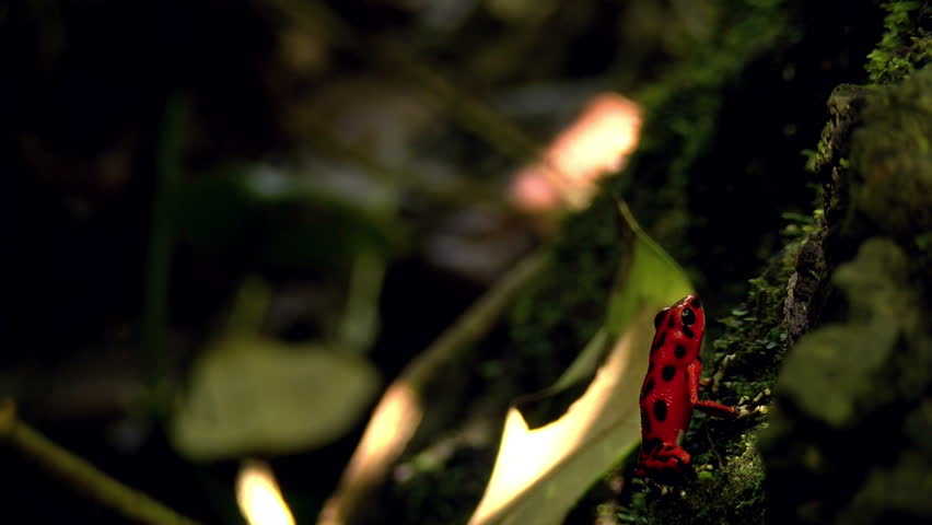 Strawberry poison red dart frog in the Caribbean forest. These amphibians are known as dart frogs because indigenous people use the frog’s poison for blow darts and arrow poison. All wild dart frogs 
