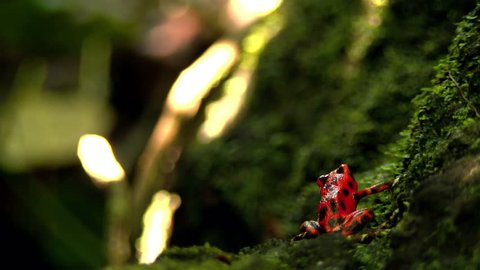 Strawberry poison red dart frog in the Caribbean forest. These amphibians are known as dart frogs because indigenous people use the frog’s poison for blow darts and arrow poison. All wild dart frogs 