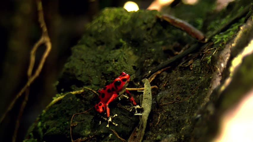 Strawberry poison red dart frog in the Caribbean forest. These amphibians are known as dart frogs because indigenous people use the frog’s poison for blow darts and arrow poison. All wild dart frogs 