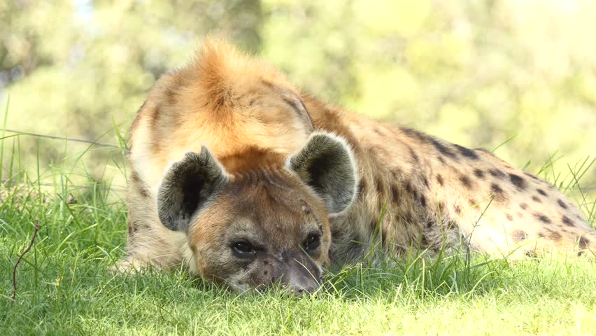 Spotted hyena (Crocuta crocuta), laughing hyena, is species of hyena, sole member of genus Crocuta, native to Sub-Saharan Africa. It is largest known member of Hyaenidae.