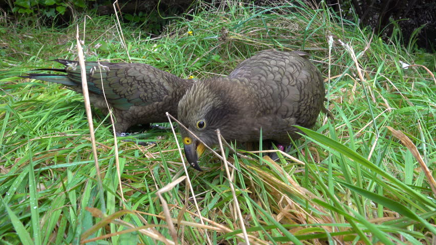 Kea (Nestor notabilis), alpine parrots feeding near Arthurs Pass, New Zealand