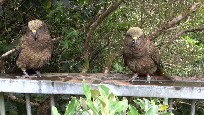 Kea (Nestor notabilis), alpine parrots feeding near Arthurs Pass, New Zealand