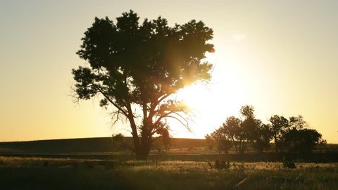 Silhouette of a tree with bright golden sun rising in the background. 4K UHD Time lapse.