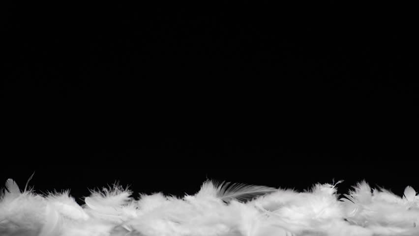 Lot of white feathers floating in the breeze on black background Royalty-Free Stock Footage #1011620609