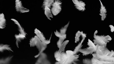 Lot of white feathers floating in the breeze on black background