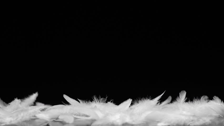 White feathers flying in the wind on black background Royalty-Free Stock Footage #1011620615