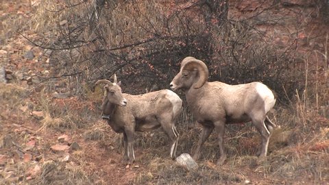 Bighorn Sheep Ram Ewe Male Female Adult Pair Mating Sex Reproduction in Fall Sex Erection Copulation in South Dakota