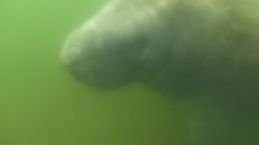 Manatee Adult Lone Breathing Surfacing Green Water in Florida
