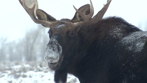Moose Bull Male Adult Lone Eating in Winter Snowing in Wyoming