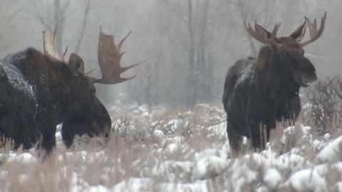 Moose Bull Male Adult Pair Playing Play in Winter Snowing in Wyoming