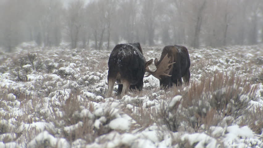 Moose Bull Male Adult Pair Fighting Battle Aggression in Winter Snowing in Wyoming