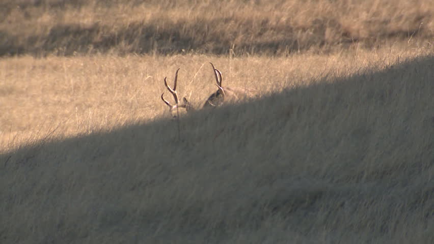 Mule Deer Buck Doe Adult Herd Walking in Fall in South Dakota