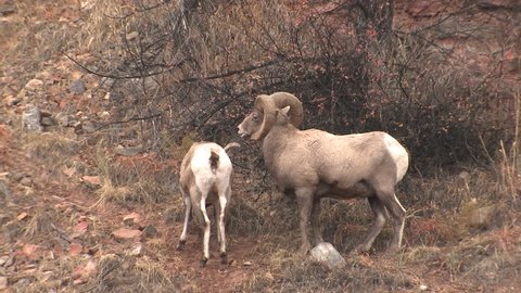 Ewe Hd Sex - Bighorn Sheep Ram Ewe Male Stock Footage Video (100% Royalty-free ...