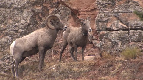 Bighorn Sheep Ram Ewe Male Female Adult Pair Mating Sex Reproduction in Fall Courting Copulation Sex in South Dakota