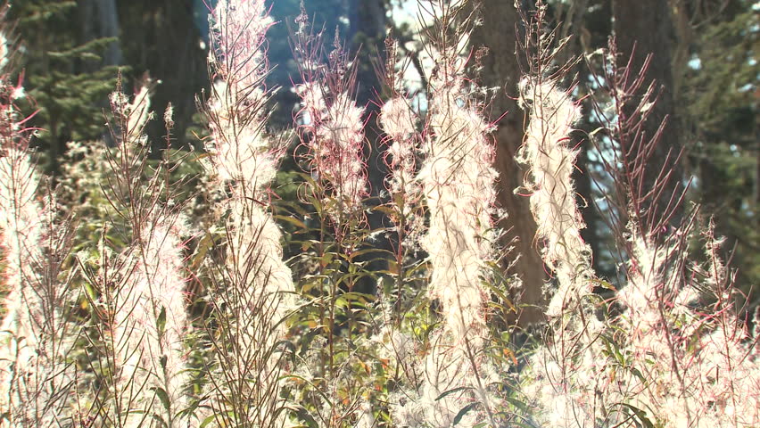 Fireweed in Fall Seed Wind Stock Footage Video (100% Royalty ...