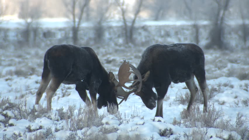 Moose Bull Male Adult Pair Fighting  in Winter in Wyoming
