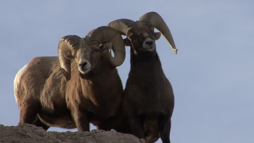 Bighorn Sheep Ram Male Adult Pair in Winter Trophy Full Curl in South Dakota
