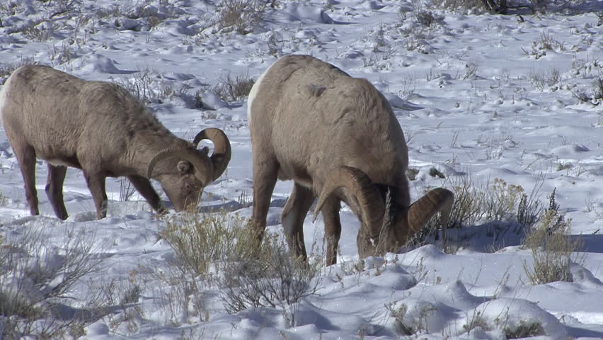 Bighorn Sheep Ram Male Adult Pair Eating in Winter Pawing Ground Snow in Wyoming