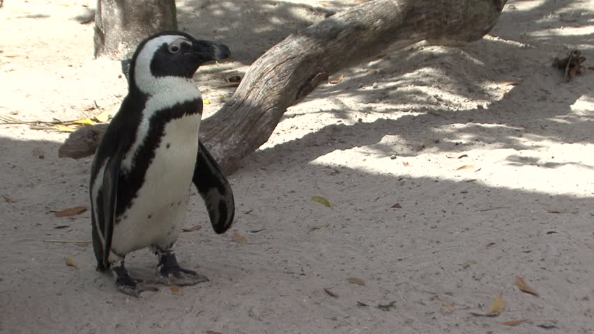 Black Crappie in Spring in South Dakota