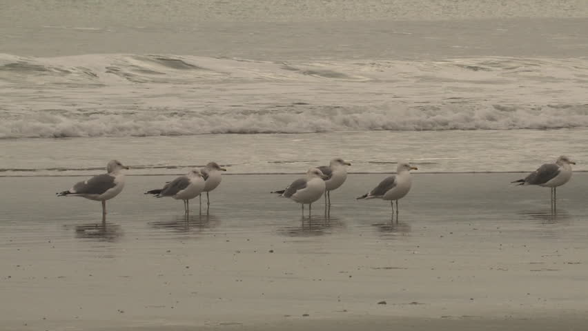 Gull Flock in Winter Surf Beach in California