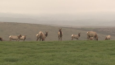 Tule Elk Cow Female Adult Young Herd Eating in Winter in California