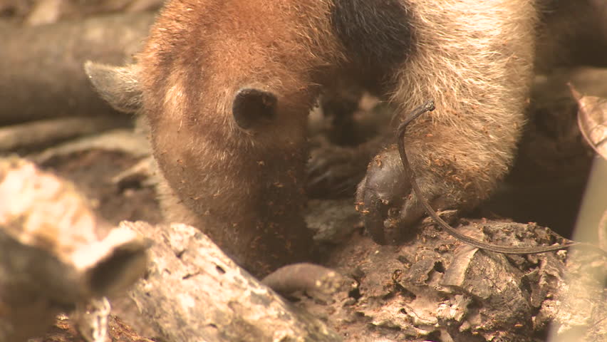 Tamandua Lone Eating Northern Anteater Stock Footage Video (100% ...