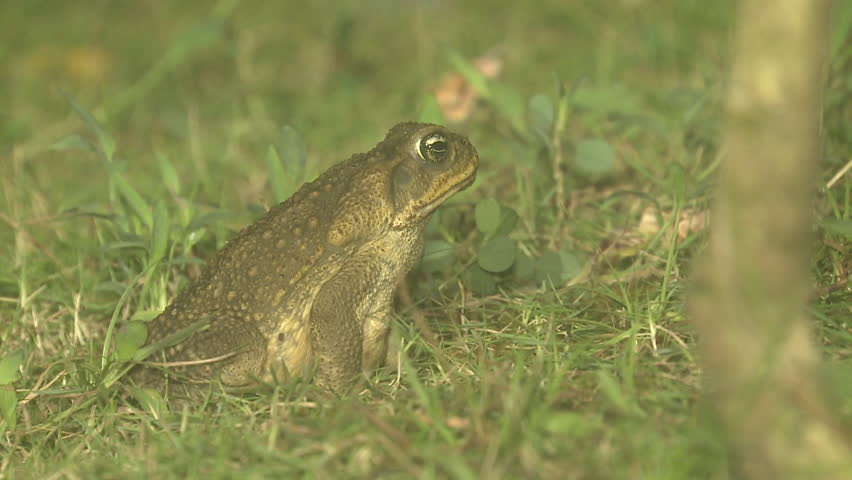 Cane Toad Giant in Costa Rica