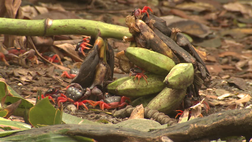 Halloween Crab Many Eating Red Land Crab Harlequin in Costa Rica