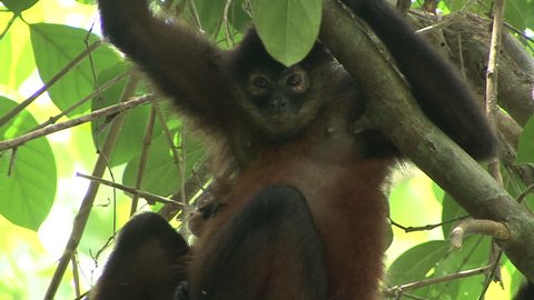 Spider Monkey Female Adult Young Pair Resting Baby in Costa Rica