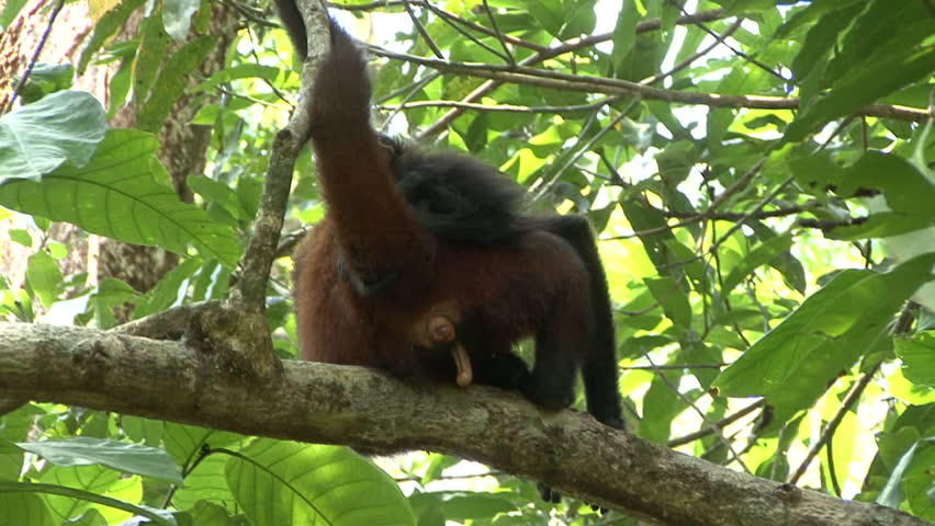 Spider Monkey Female Adult Young Stock Footage Video (100% Royalty-free) 1011627293 - Shutterstock