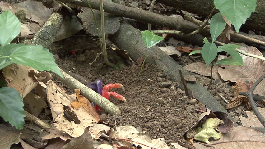 Halloween Crab Lone Harlequin Moon Red Land Crab in Costa Rica