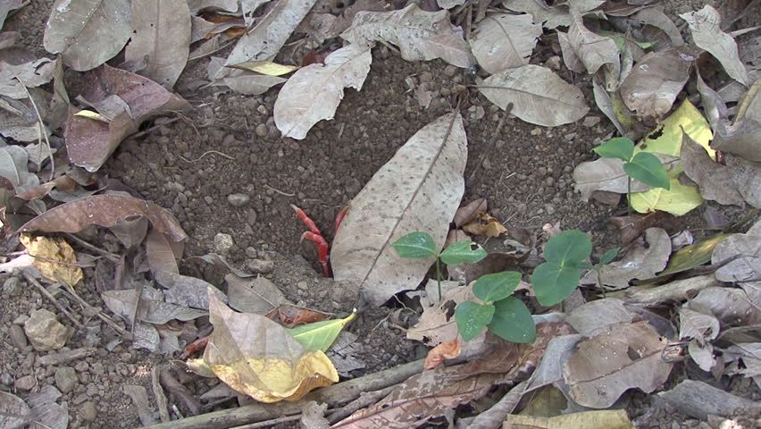Halloween Crab Lone Harlequin Moon Red Land Crab in Costa Rica
