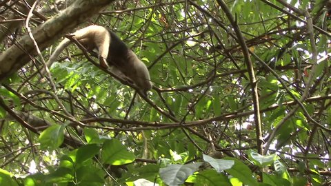 Tamandua Adult Lone Walking Northern Branches in Costa Rica