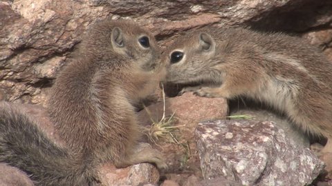 White-tailed Antelope Ground Squirrel Young Family Eating in Spring in Arizona