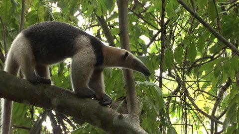 Tamandua Adult Lone Northern in Costa Rica