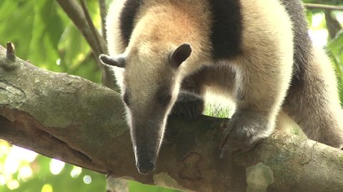 Tamandua Adult Lone Northern Snout Nose in Costa Rica