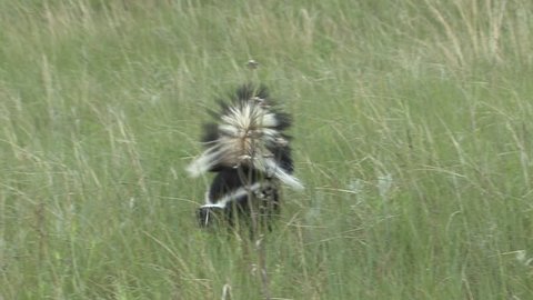 Striped Skunk Adult Lone Foraging in Summer in South Dakota