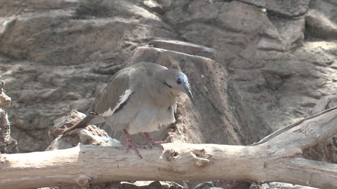White-winged Dove Lone in Spring in Arizona